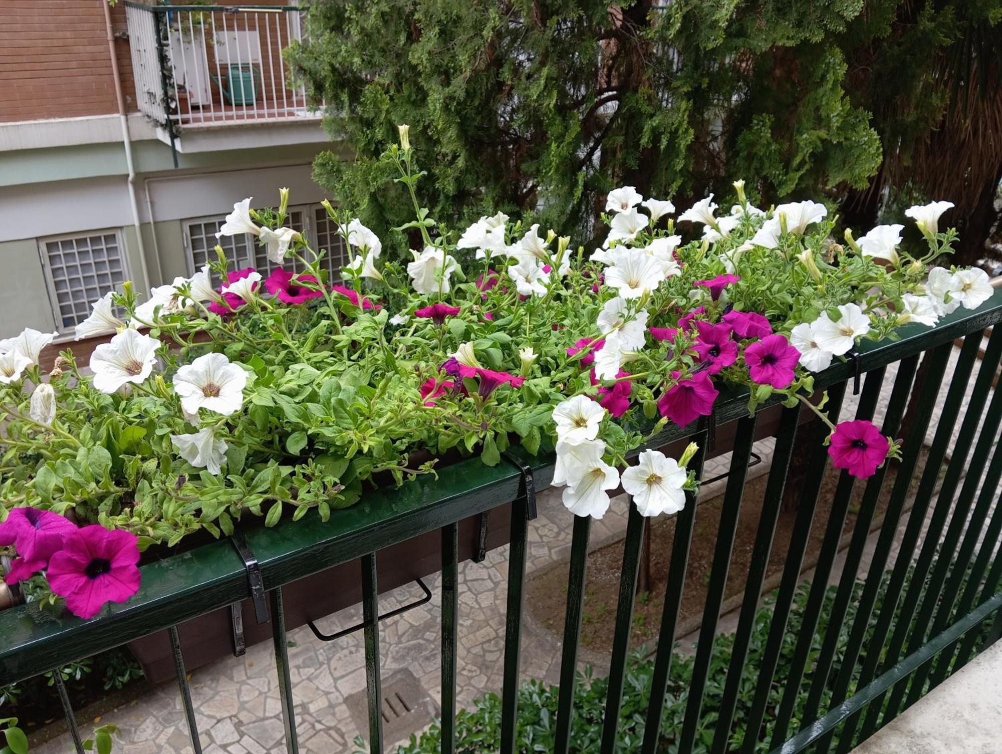 Apartment Gemelli - Borgia